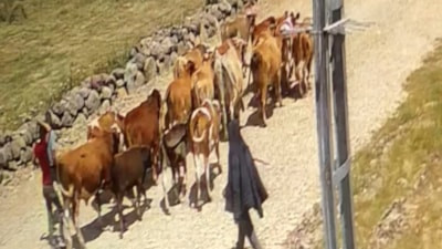 Ağrı'da çalınan 22 büyükbaştan 15'i bulundu