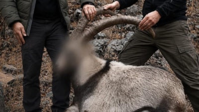 Siirt'te 6 yıl önce kaçak avlanan 5 yaban keçisinin faillerine 6 milyon lira ceza