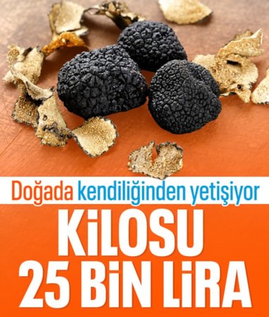 Trüf mantarı, doğada kendiliğinden yetişiyor: Kilosu 25 bin lira