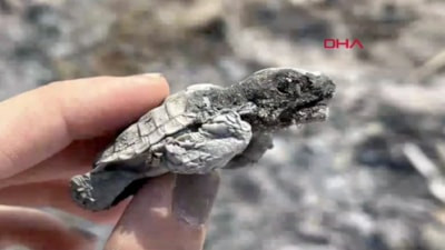 Antalya'da yasağa rağmen sahilde yakılan ateş nedeniyle yavru bir caretta caretta yanarak can verdi