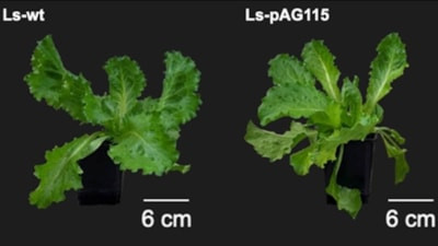 Bilim insanları, marulun içinde hayvansal protein üretti