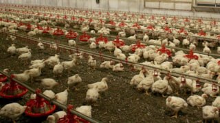 Kuş gribi yayılıyor: Avustralya kümes hayvanlarını kapalı alanlara taşıyor