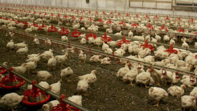 Kuş gribi yayılıyor: Avustralya kümes hayvanlarını kapalı alanlara taşıyor