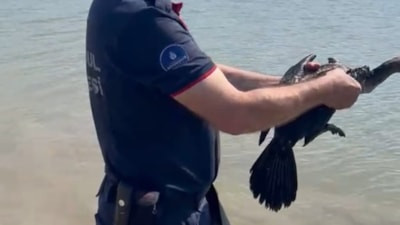 İstanbul'da balıkçının misinasına dolanan karabatak itfaiye ekiplerince kurtarıldı