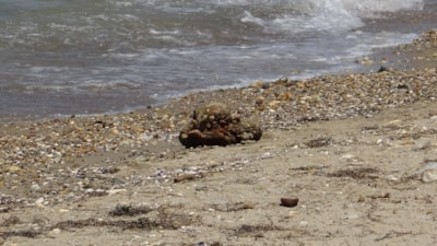 Çanakkale'de plajda mühimmat bulundu