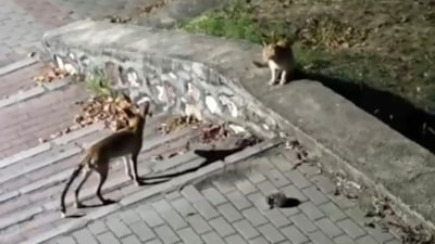 Bursa'da tilki, kedi ve kirpi aynı sofrada buluştu