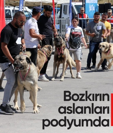 Kangallar podyumda: Bozkırın Aslanları Sivas’ta görücüye çıktı