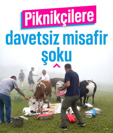 Rize'de piknikçilerin davetsiz misafirleri