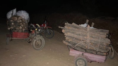 Hatay'da ormanda izinsiz kesim yapıldı