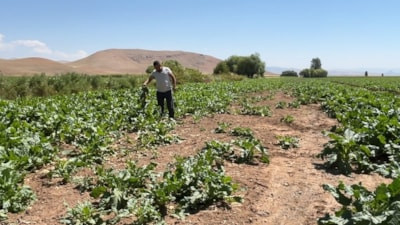 Erzincan'da ayı ve domuzlar ekinleri talan etti