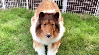 Çocukluk hayaliydi; 2 milyon yen harcayıp kendini köpeğe dönüştürdü