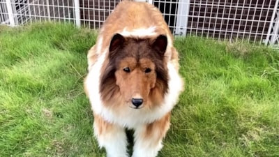 Çocukluk hayaliydi; 2 milyon yen harcayıp kendini köpeğe dönüştürdü