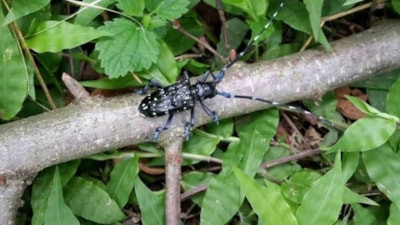 Karadeniz'i kurutmaya başladı: Tek bir larvası bile yetiyor