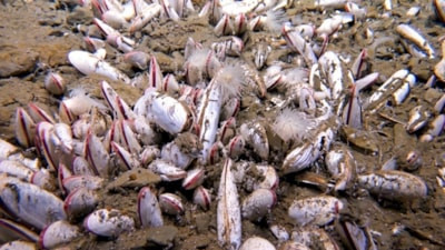 Okyanusa 500 bin ton kabuk attılar: 20 yıl sonra gelen mucize herkesi şaşırttı