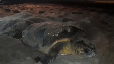 Aydın'da caretta caretta'nın 68 yumurtası için zamanla yarış