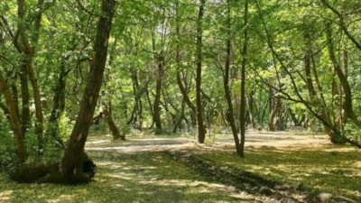4 saat ormanı dinledi, kulaklarını kaybetti: Sebebi sonradan ortaya çıktı