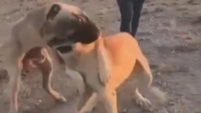 Aksaray'da köpekleri dövüştürüp görüntülerini paylaşan 3 kişi yakalandı
