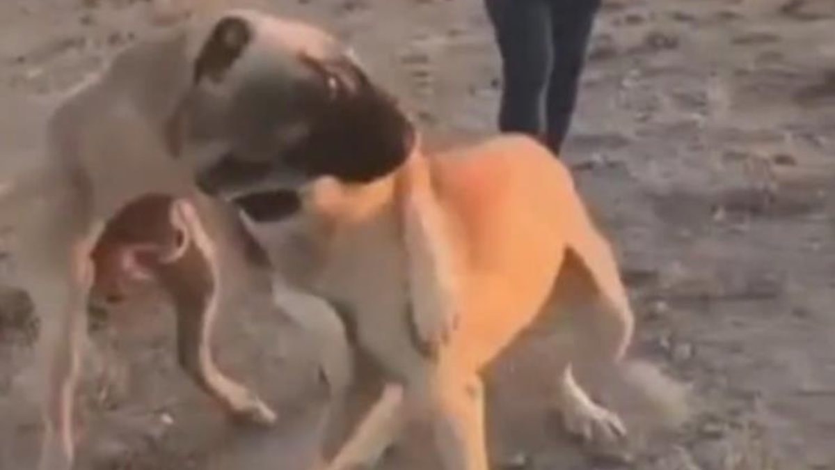Aksaray'da köpekleri dövüştürüp görüntülerini paylaşan 3 kişi yakalandı