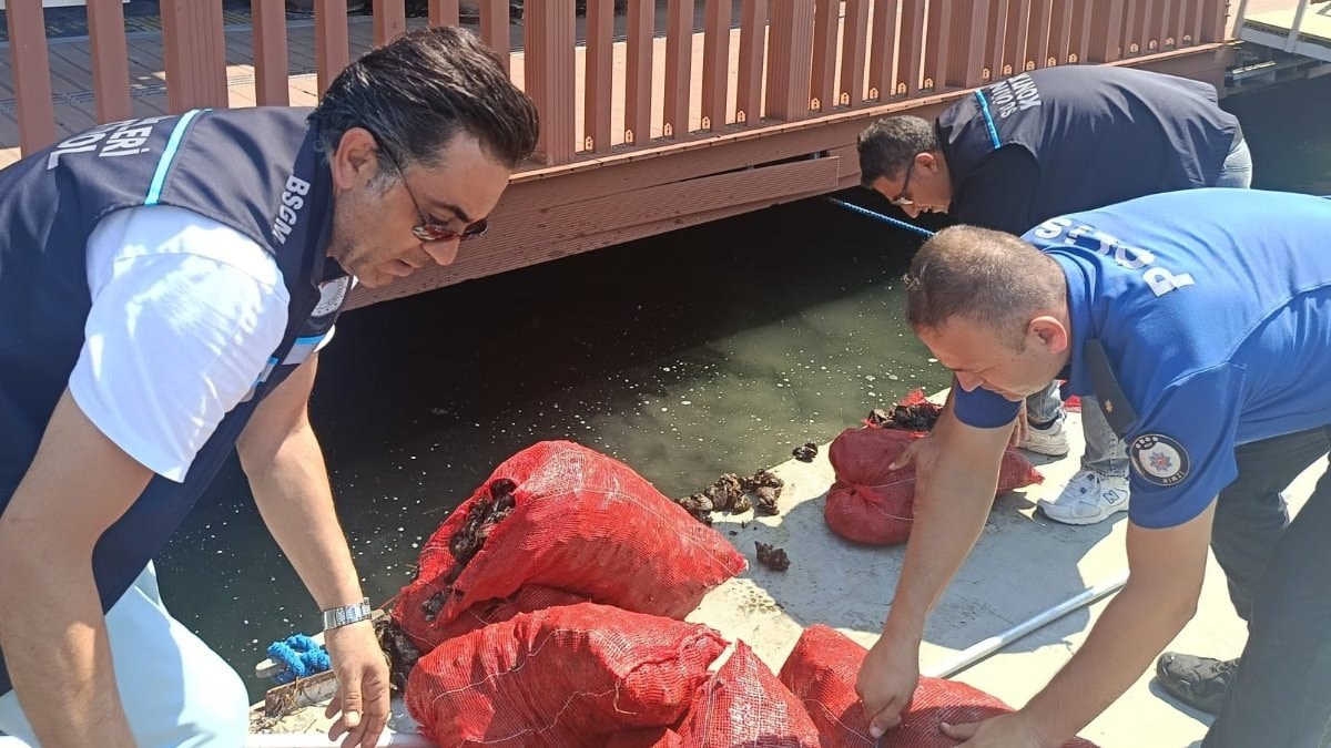 İzmir'de yasa dışı avlanılan 560 kilo kara midye yakalandı