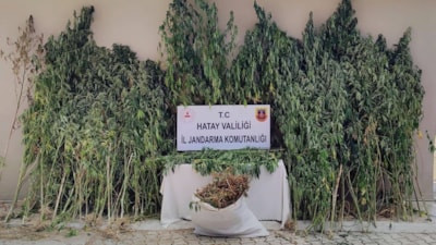 Hatay'da 915 kök kenevir ve 39,5 kilo esrar ele geçirildi