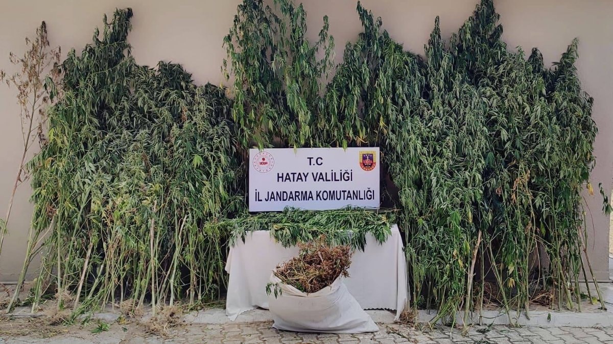 Hatay'da 915 kök kenevir ve 39,5 kilo esrar ele geçirildi