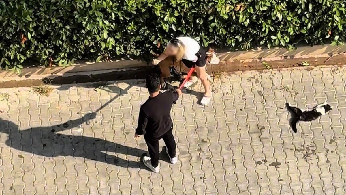 Adana'da ağızlıksız Pitbull kediyi parçaladı: Sahibi 'Polisi aramayın' diye yalvardı