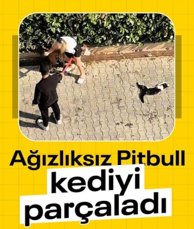 Adana'da ağızlıksız Pitbull kediyi parçaladı: Sahibi 'Polisi aramayın' diye yalvardı