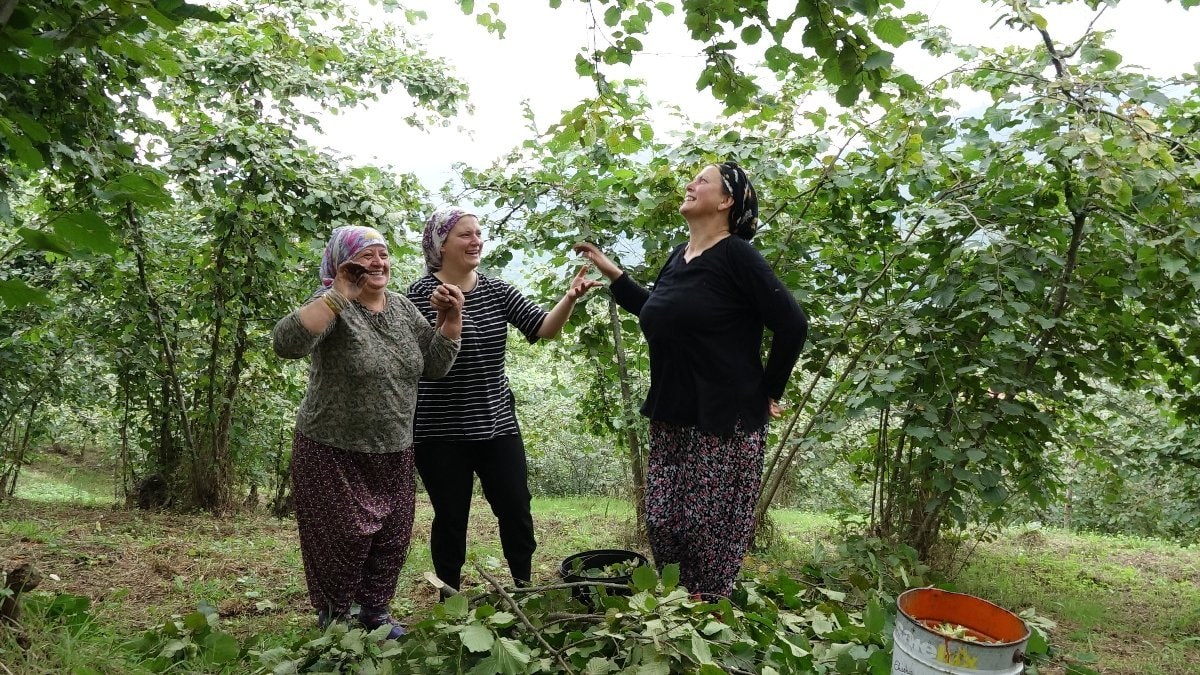 Trabzon'da fındık hasadında renkli görüntüler