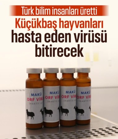 Burdur'da küçükbaş hayvanlarda yaralara yol açan Orf virüsüne karşı aşı geliştirildi