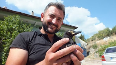 Tokatlı çiftçinin korumaya aldığı saksağan, ailenin neşe kaynağı oldu