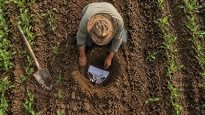 Çiftçiler iç çamaşırlarını toprağa gömmeye başladı: Bakın neden yapılıyor...