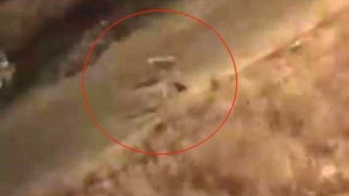 Siirt'te sokak köpekleri bir kediye saldırdı