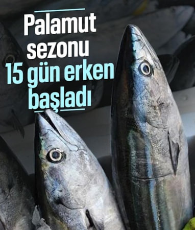 Küçük ölçekli balıkçılara palamut ve torik avı izni başladı