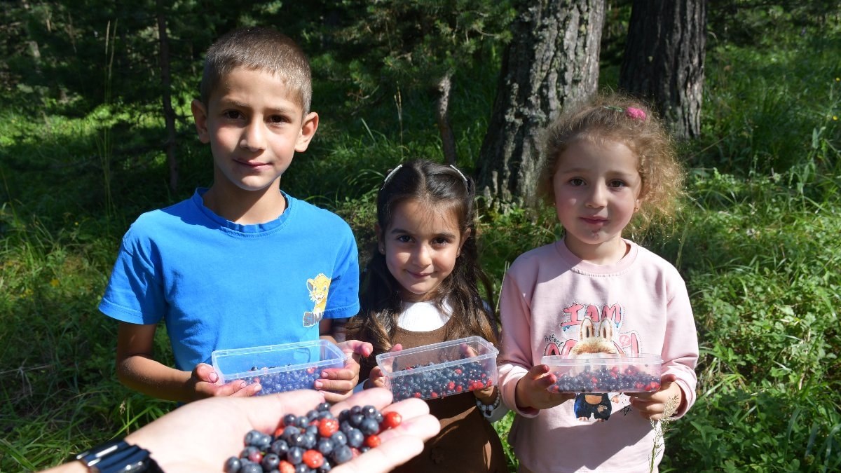 Kars'ta dağ çileği ve yaban mersini bereketi