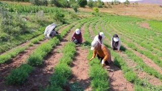 Bayburt’un ihracat ürünü tarhunda hasat heyecanı
