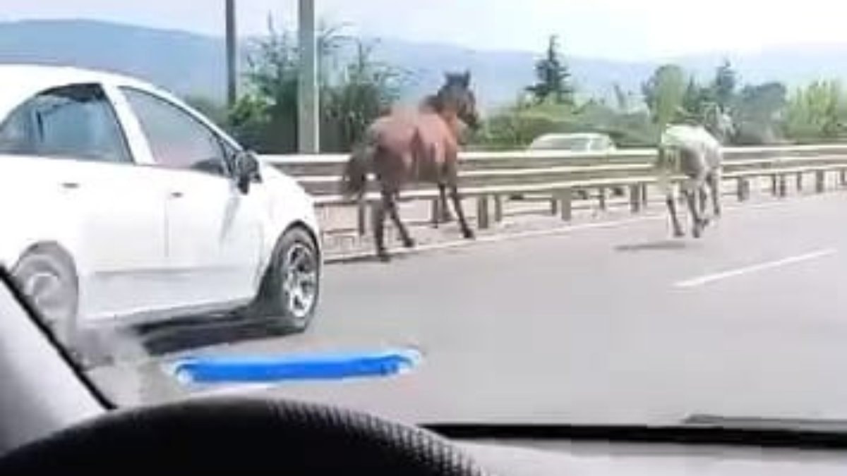 Bursa'da başıboş atlar sürücülere zor anlar yaşatıyor