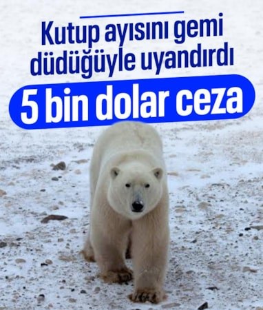 Norveç'te kutup ayısını gemi düdüğüyle uyandıran kişiye 5 bin dolar ceza