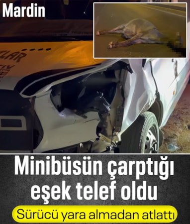 Mardin'de minibüsün çarptığı eşek öldü