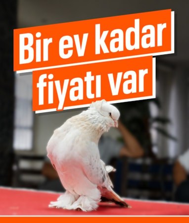 Erzurum'da güvercinlerin lüks buluşması: Fiyatları 5 milyon lirayı buluyor