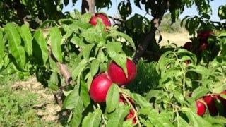 Malatya'da kayısının yanına iki yeni yıldız: Santa Maria armudu ve nektarin