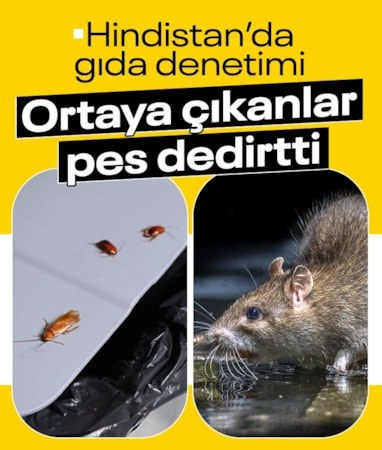 Hindistan'da restoranlara hijyen denetimi: Mutfaktan hamamböcekleri ve fareler çıktı