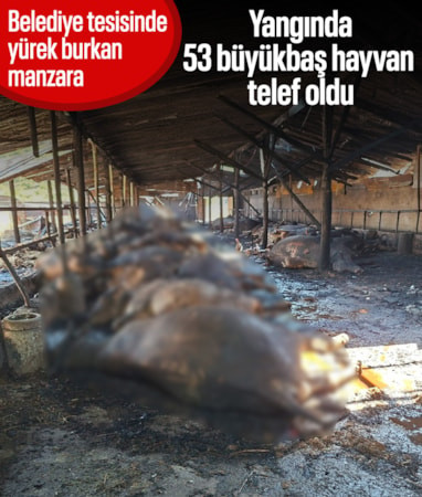 Samsun'da bir tesiste yaşanan yangın sonucunda 53 büyükbaş hayvan telef oldu