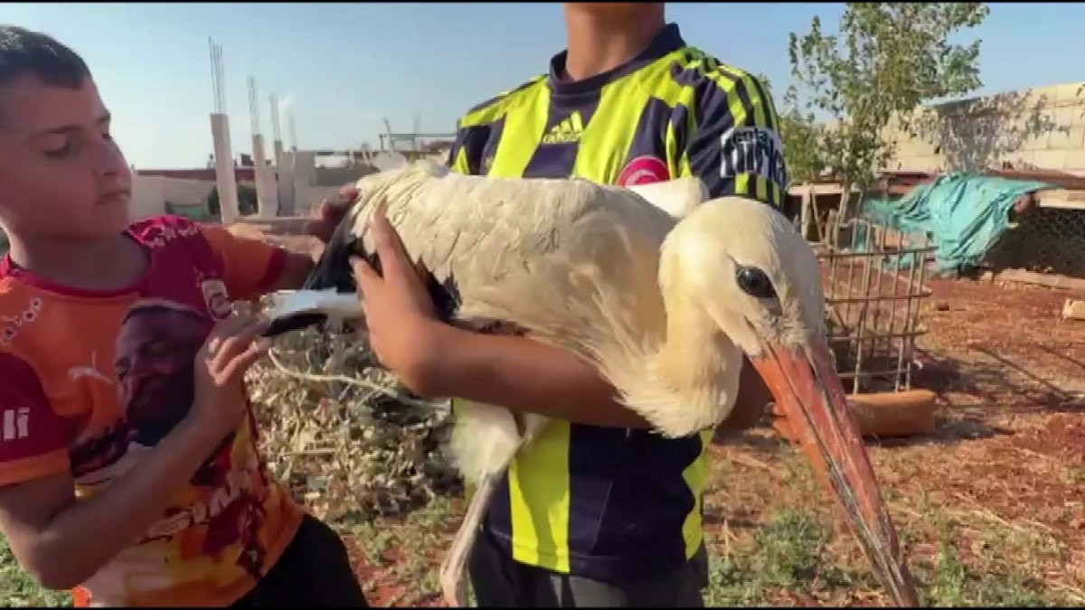 Hatay'da göç yolundaki leyleği evine aldı