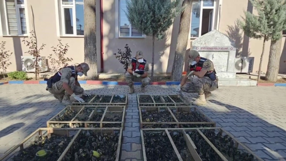 Suriye sınırında saka kuşu operasyonu: Şüpheliye 19,8 milyon TL ceza