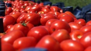 İster petemek, ister Çanakkale domatesi: Kabuğu tekte soyuluyor...