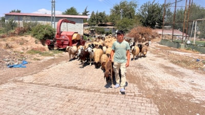 Hatay'da öksüz ve yetim Suriyeli çobanın yaşam mücadelesi