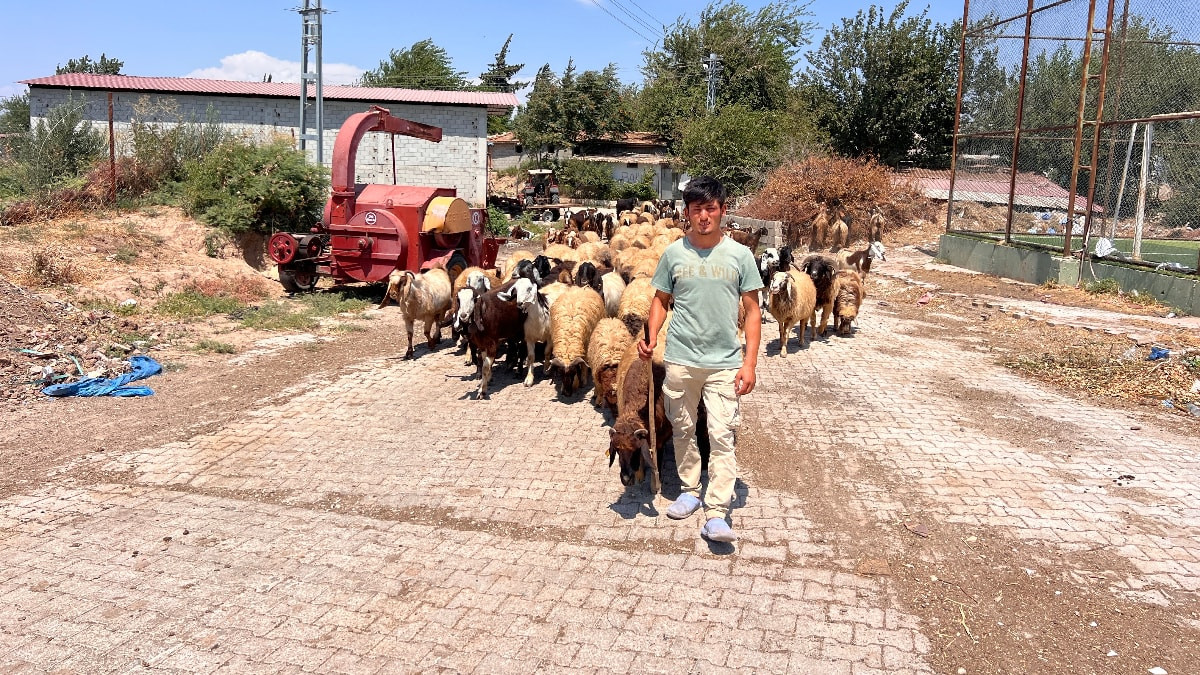 Hatay'da öksüz ve yetim Suriyeli çobanın yaşam mücadelesi
