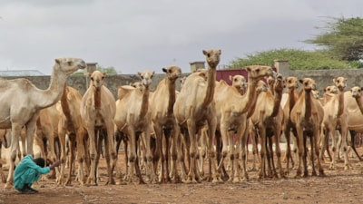 Somali’de Mevlid-i Nebi için 1538 deve kurban edilecek