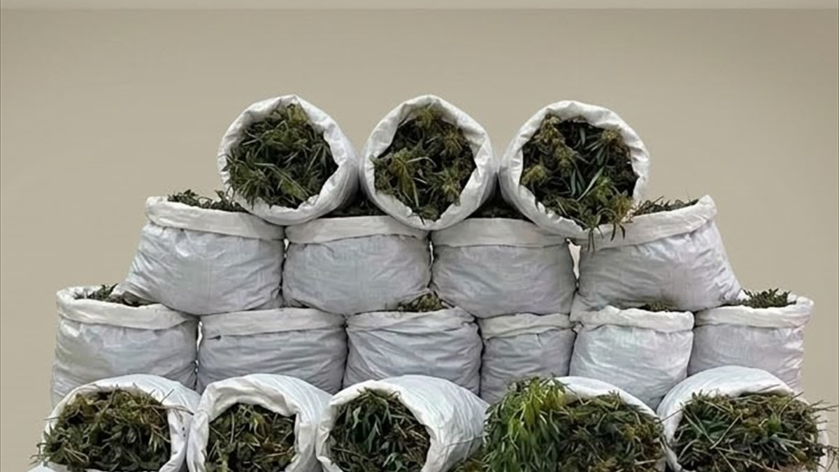 Samsun'da 138 kilogram esrar ve 1757 kök kenevir ele geçirildi
