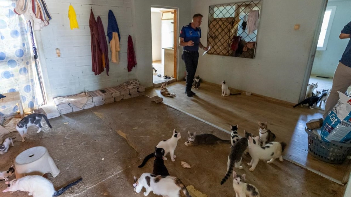Mersin'de kötü koku ihbarı yapılan evden 100 kedi çıktı